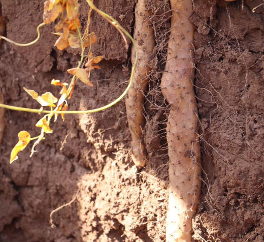 山药哥焦作铁棍山药家庭装4.5斤  当季现挖现发 药食同源  口感软糯 久煮不散（鲜山药偶尔会有断裂破损，介意勿拍） 商品图2