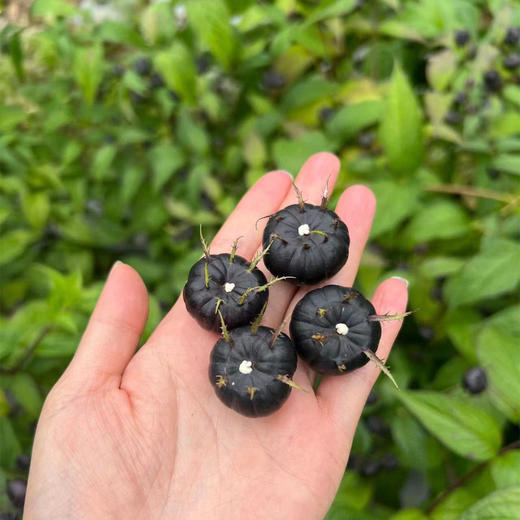 云南红果参、云南深山的神秘果，一口咬下去酸甜可口，营养爆表，比蓝莓还好吃！！ 商品图3