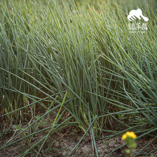 生态小葱 | 绿家自产*Ecological Shallot | Self-production 商品图3