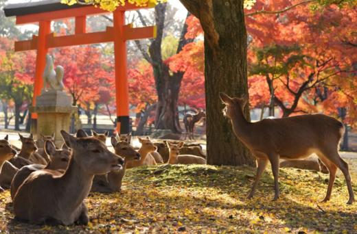 京都出发 京都-奈良 半日 黄金路线 巴士之旅【需二次确认】B-0048 商品图1