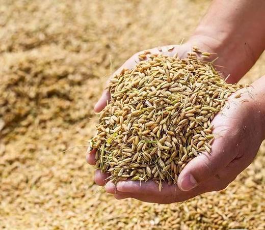 【15积分+84.8元兑换】五常大米家庭装10斤 商品图4