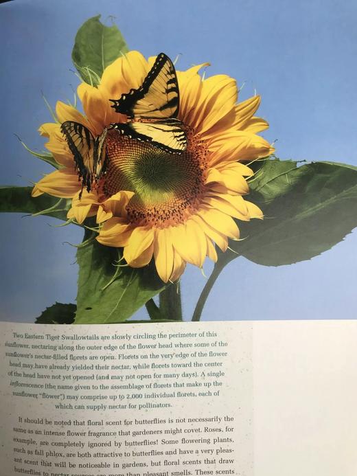 蝴蝶园艺：北美蝴蝶协会指南 200余幅插图 平装16开 商品图12