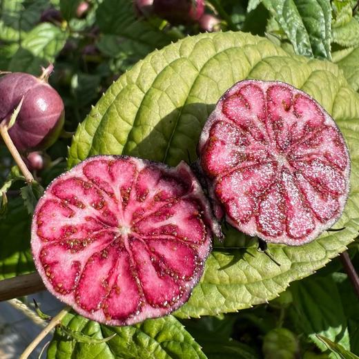 云南红果参、云南深山的神秘果，一口咬下去酸甜可口，营养爆表，比蓝莓还好吃！！ 商品图0