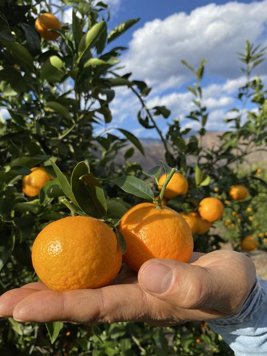 云南大理有机沃柑（连续9年有机认证） 商品图1