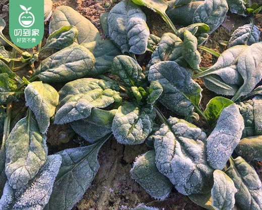 商丘霜打红根趴地小菠菜/1份（约250g） 商品图3