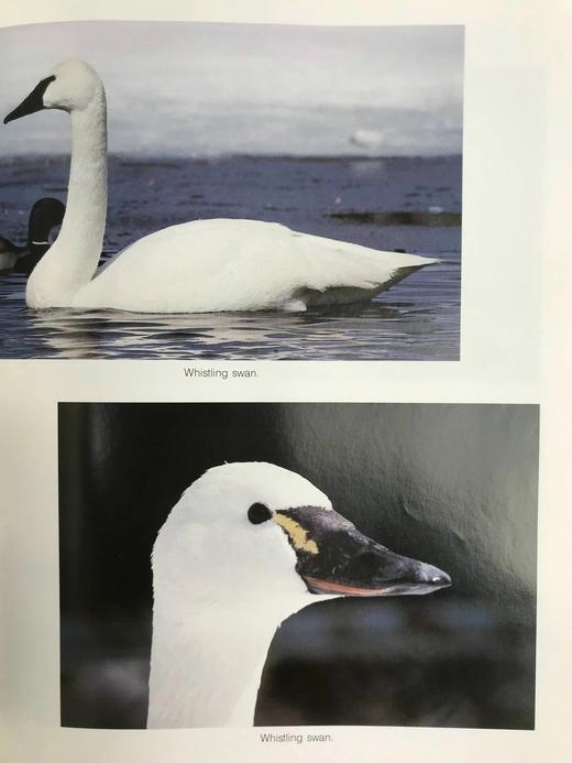 野生动物木雕指南 约200幅插图 精装16开 商品图10