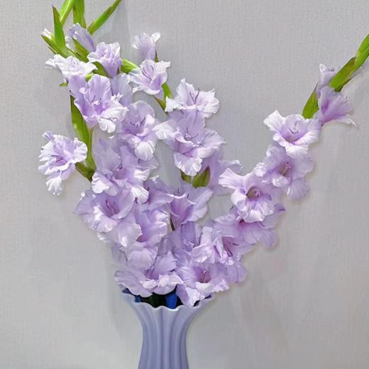 剑兰 香芋紫色 10支/扎 以实物为准 云南基地发货（价格已包含包装费用） 运费以实际为准，多退少补。） 商品图0