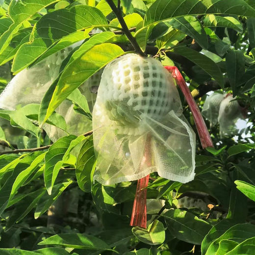 海南甜蜜释迦精品礼盒 细腻软糯甜蜜 顺丰/京东发货 商品图4