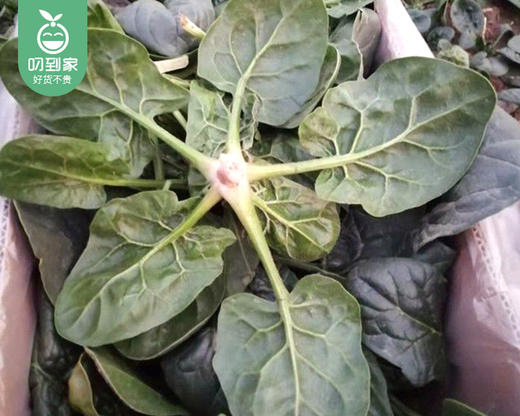 商丘霜打红根趴地小菠菜/1份（约250g） 商品图4