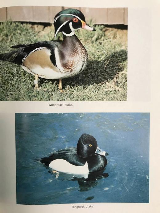 野生动物木雕指南 约200幅插图 精装16开 商品图11