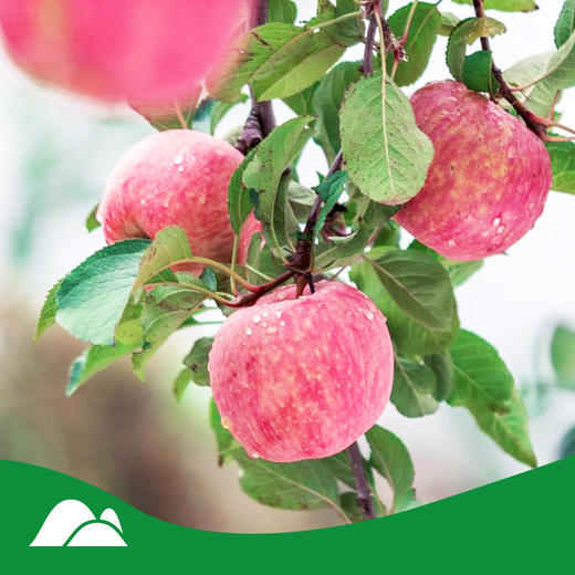 【有机洛川苹果】来自苹果之乡洛川、脆甜多汁、有机种植、营养健康。 商品图3