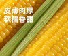 【20积分+28.9元兑换】黄糯玉米10棒 商品缩略图5