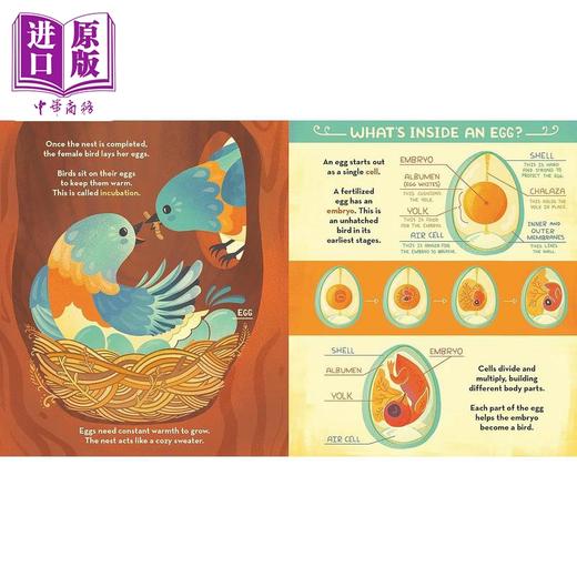 【中商原版】Rachel Ignotofsky 2册 鸟巢的构造 花儿里的东西 英文原版 儿童科普绘本图画书 精装进口童书4-7岁 Whats Inside 商品图2