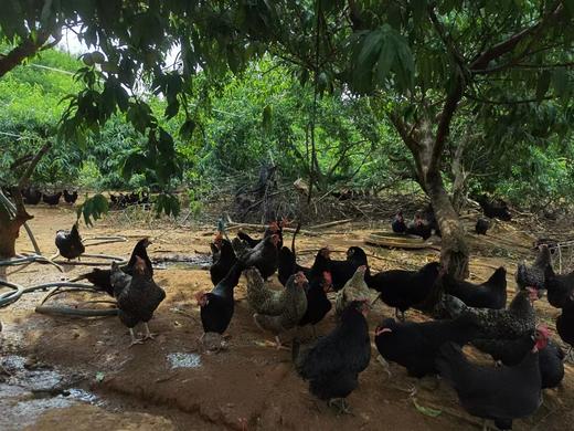 江西农业基地自营 散养五黑鸡 （净重2.5-3斤） 商品图1