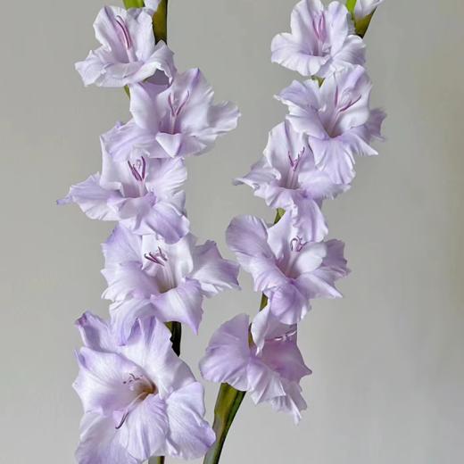 剑兰 香芋紫色 10支/扎 以实物为准 云南基地发货（价格已包含包装费用） 运费以实际为准，多退少补。） 商品图1