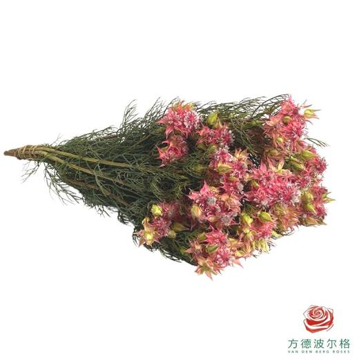 新娘花 红色 商品图2