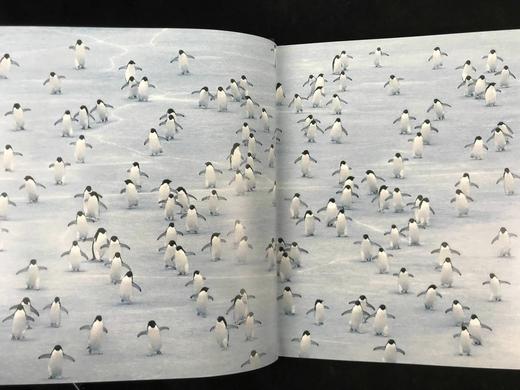 野生动物迁徙图集 约百幅彩色插图 精装大16开 商品图5