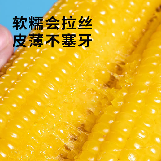  【黄糯玉米】皮薄软糯会拉丝 来自东北黑土地的香甜 商品图2