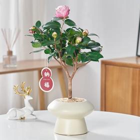 【会员日】 🌈过年氛围组来啦，最低9.9