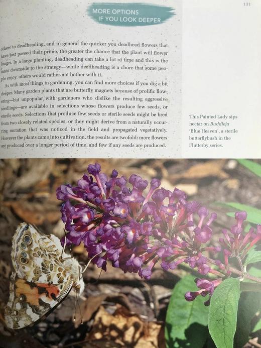 蝴蝶园艺：北美蝴蝶协会指南 200余幅插图 平装16开 商品图10