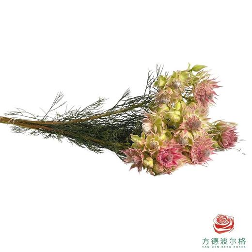 南非  新娘花 粉色 商品图2