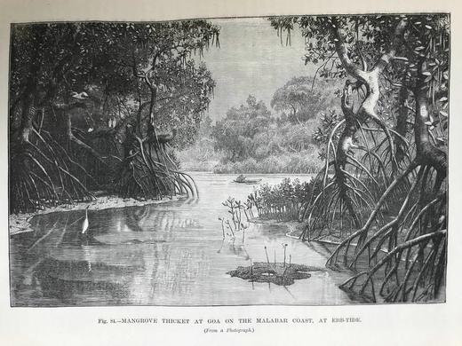 1888年 我们的地球与它的故事（卷2） 百余幅插图（含多幅套色版画） 漆布精装16开 商品图10