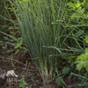 生态小葱 | 绿家自产*Ecological Shallot | Self-production 商品缩略图0