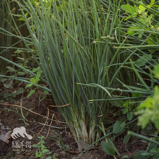 生态小葱 | 绿家自产*Ecological Shallot | Self-production 商品图0