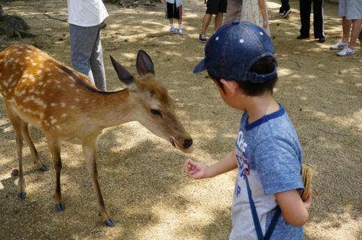 京都出发 京都-奈良 半日 黄金路线 巴士之旅【需二次确认】B-0048 商品图2