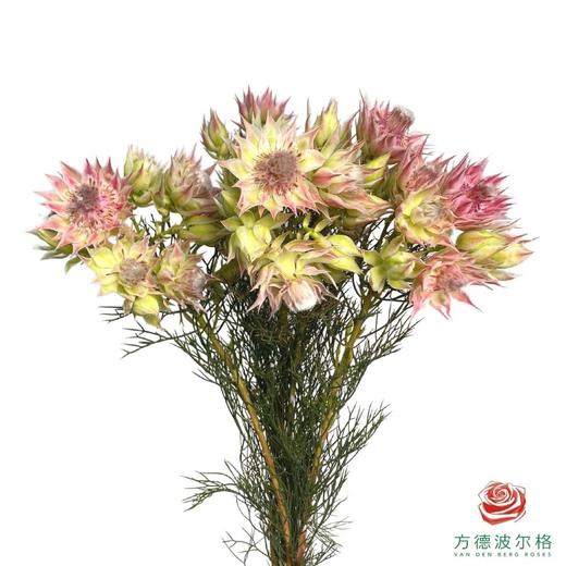 南非  新娘花 粉色 商品图1