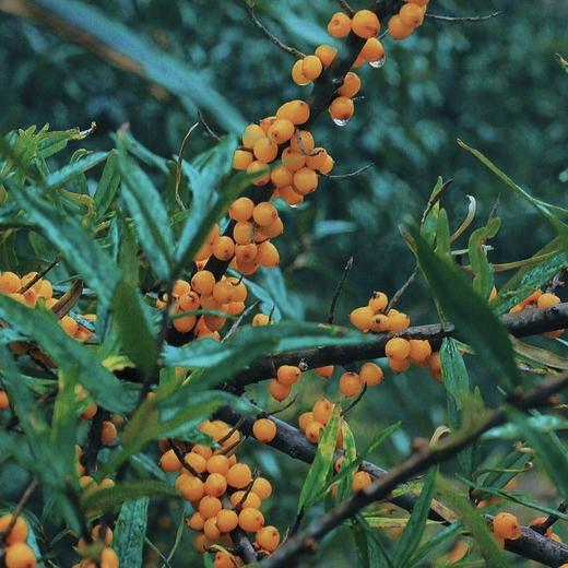 沙棘果酸奶｜草原益生菌｜低脂280g 商品图3