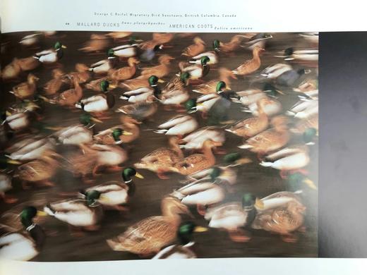 野生动物迁徙图集 约百幅彩色插图 精装大16开 商品图8