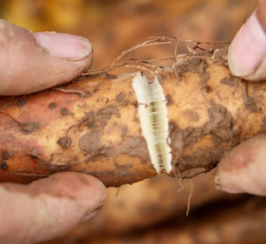 山药哥焦作铁棍山药家庭装4.5斤  当季现挖现发 药食同源  口感软糯 久煮不散（鲜山药偶尔会有断裂破损，介意勿拍） 商品图0