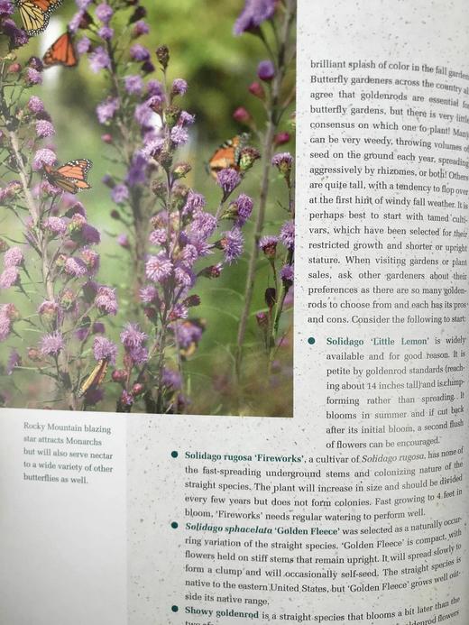 蝴蝶园艺：北美蝴蝶协会指南 200余幅插图 平装16开 商品图8