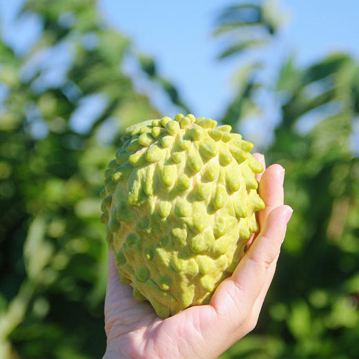 海南甜蜜释迦精品礼盒 细腻软糯甜蜜 顺丰/京东发货 商品图2