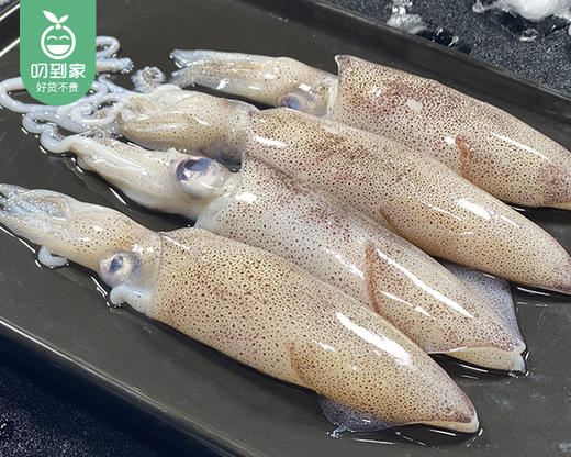 【叼鲜】本港冰鲜带籽鱿鱼母/1份（7-9只，共约400g） 商品图3