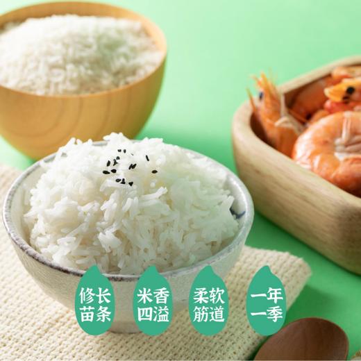 隆平芯米洞庭虾稻米5kg南方籼米猫牙米长粒香米当季新米 商品图1