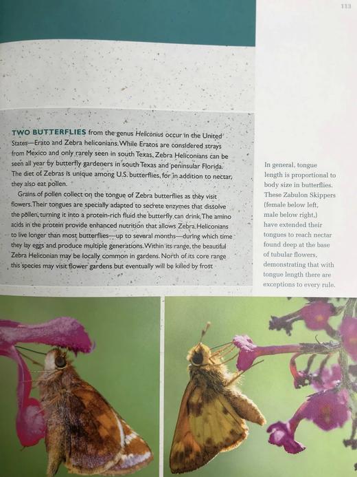 蝴蝶园艺：北美蝴蝶协会指南 200余幅插图 平装16开 商品图14