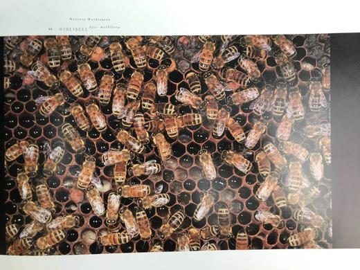 野生动物迁徙图集 约百幅彩色插图 精装大16开 商品图12