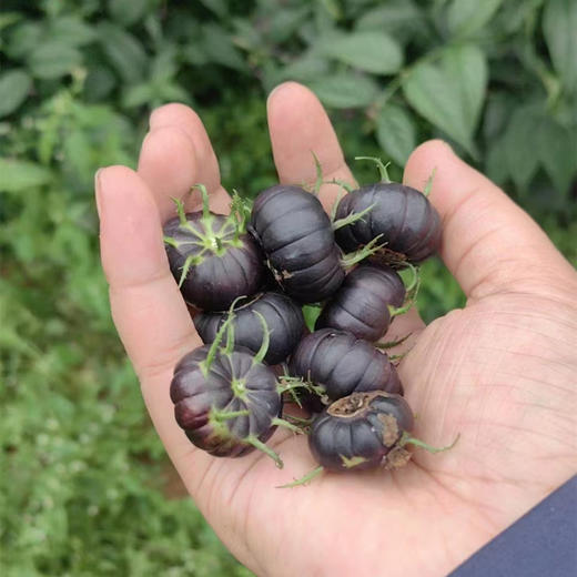 云南红果参、云南深山的神秘果，一口咬下去酸甜可口，营养爆表，比蓝莓还好吃！！ 商品图4