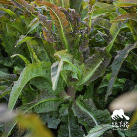 生态莴笋 | 绿家自产* Ecological lettuce | In-House Production