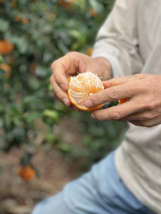 云南大理有机沃柑（连续9年有机认证） 商品图4