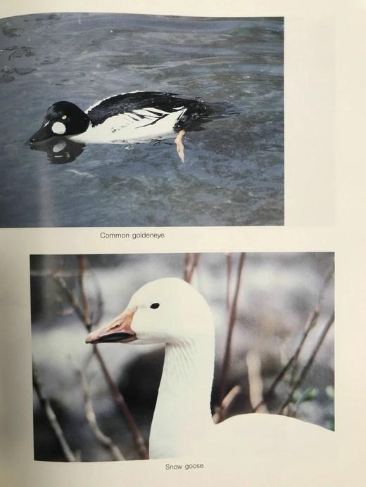 野生动物木雕指南 约200幅插图 精装16开 商品图13