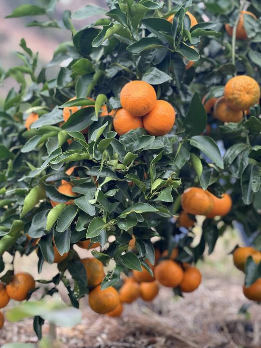 云南大理有机沃柑（连续9年有机认证） 商品图2