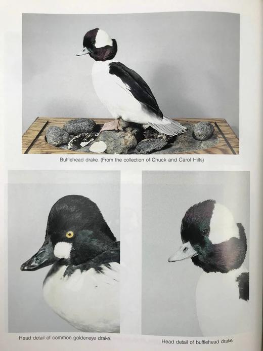 野生动物木雕指南 约200幅插图 精装16开 商品图7