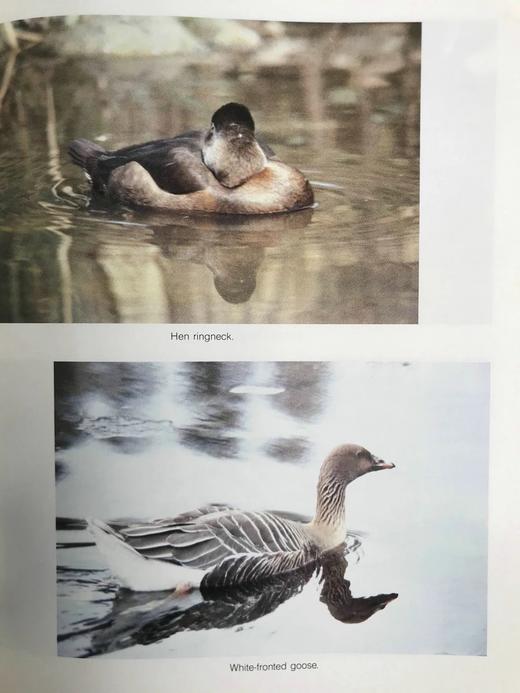 野生动物木雕指南 约200幅插图 精装16开 商品图12