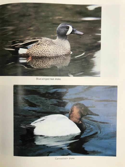 野生动物木雕指南 约200幅插图 精装16开 商品图14