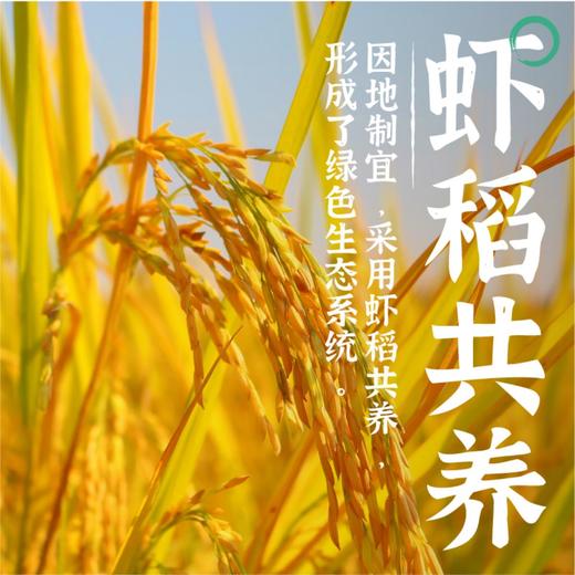 隆平芯米洞庭虾稻米5kg南方籼米猫牙米长粒香米当季新米 商品图2