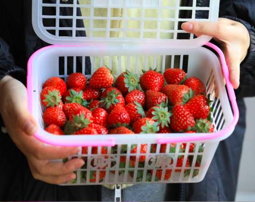 小颗新鲜 奶油草莓 早上五点现摘 商品图0
