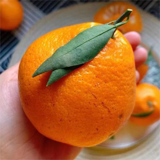 四川春见耙耙柑大果彩箱装5~8斤 商品图2